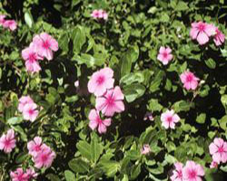 Catharanthus Roseus