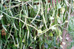 Cissus quadrangularis