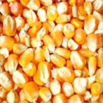 Yellow Maize