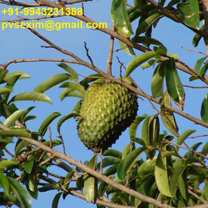 Soursop Fruit