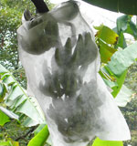 NON WOVEN BANANA BUNCH COVER FABRIC