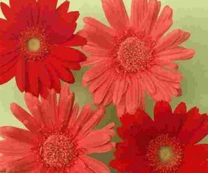 Cold Lamination PVC Film, Brand Name : YUANYUAN