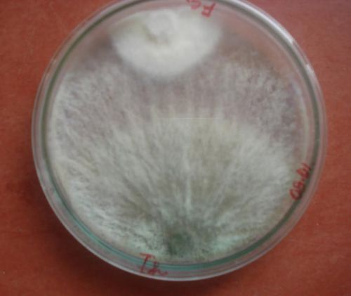 Trichoderma Biofertilizer