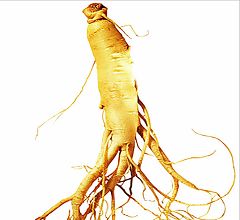 Ginseng Extract, Ginsenoside