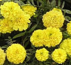 Marigold Extract, Lutein, Lutein Ester