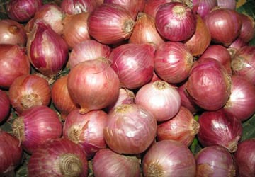 Red onion, Style : Natural
