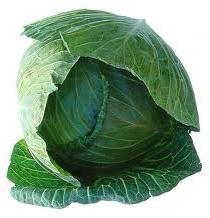 Fresh Cabbage