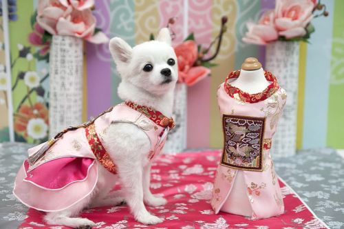 Hanbok Material PET Clothes - Daisy Gungjung