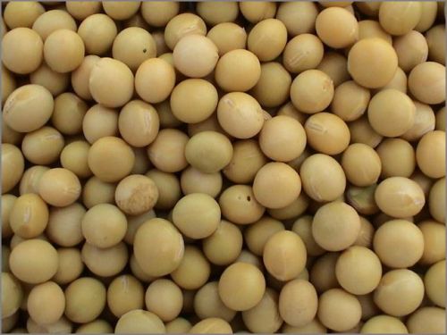 Soyabean, Drying Process : Sun Drying