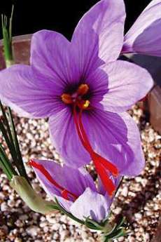 Saffron, Kesar Seeds, Herbs, Dry Fruits, Mushrooms