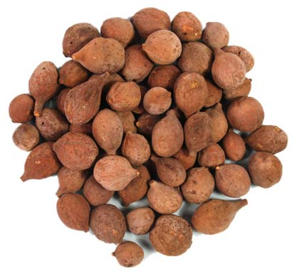 Terminalia Bellerica Seeds, Purity : 100%