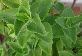 Coleus Forskohlii (Karpuravalli)