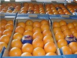 Fresh orange, Packaging Type : Gunny bag