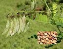 Astragalus Root Extract