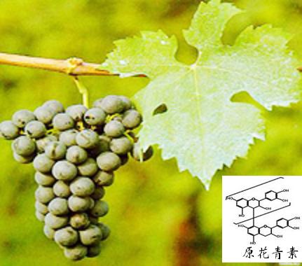 Grape Seed Extract