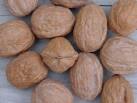Walnuts, Shelf Life : 12 Months