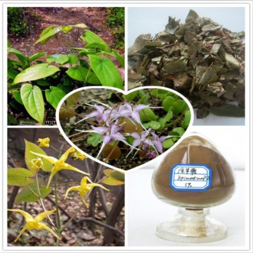 Epimedium Extract, Brand Name : AYHHED