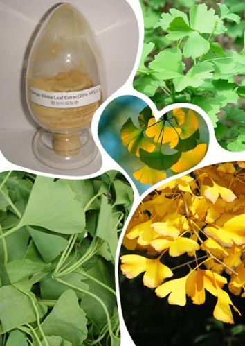 Ginkgo Biloba Extract, Brand Name : AYHHED, Grade : CP, USP, EP