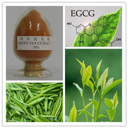 Green Tea Extract, Brand Name : AYHHED