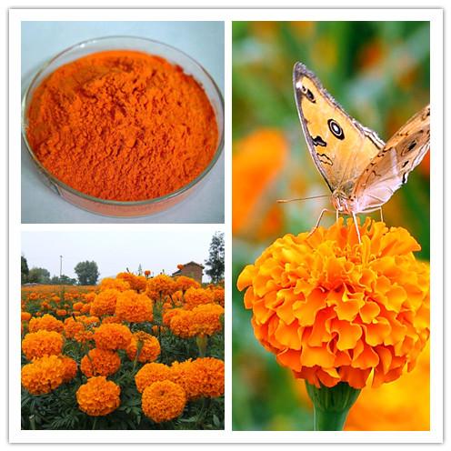 Marigold P E Lutein Powder