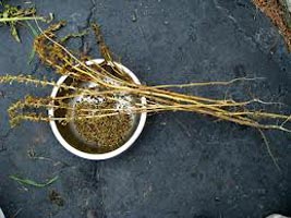 Spinach Seeds