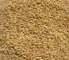 Wheat Seeds