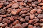 Furmentation Cocoa Beans