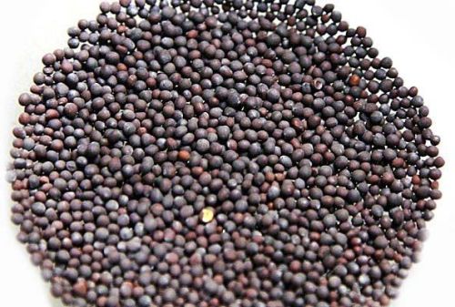 Black Mustard Seeds, Packaging Type : Plastic Packet
