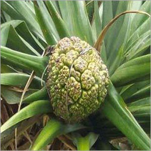 Ruh Kewda Oil, Form : Liquid