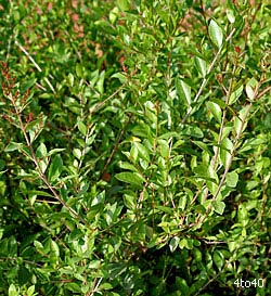 Henna Powder, Herbal Henna Powder, For Parlour, Personal, Certification : Common, GMO, Natural, Organic