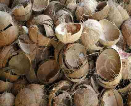 Coconut shell