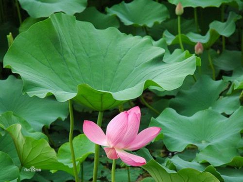 Lotus Leaf Extract