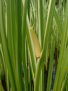 Calamus Oil