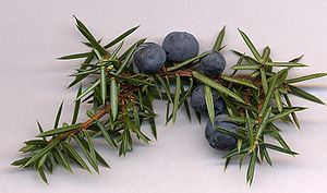 Juniper Berry Oil