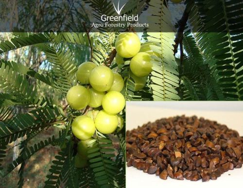 Aonla Fruit Seeds ( Emblica Officinalis )