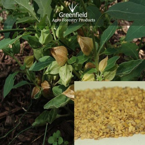 Ashwagandha seeds