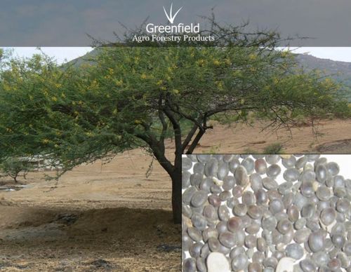 Babool Tree Seeds ( Acacia Nilotica )