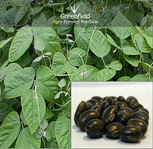 Black Kinvanch Medicinal Seeds ( Mucuna Pruriens )