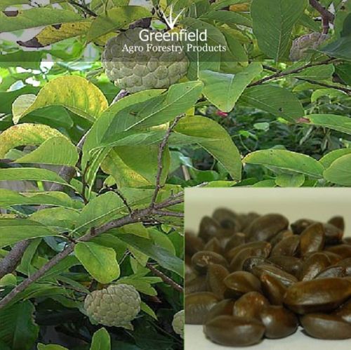 Custard Apple Seeds ( Annona Squamosa)