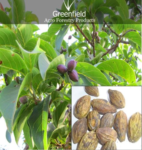 Harra Medicinal Seeds ( Terminalia Chebula )