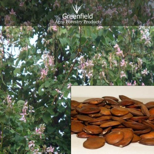 Kachnar Ornamental Seeds ( Bauhinia Variegate )