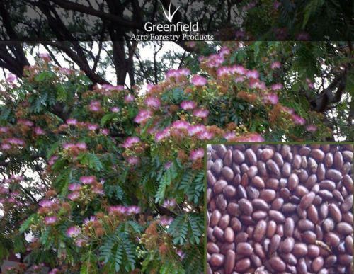 Rain Ornamental Tree Seeds ( Samanea Saman )