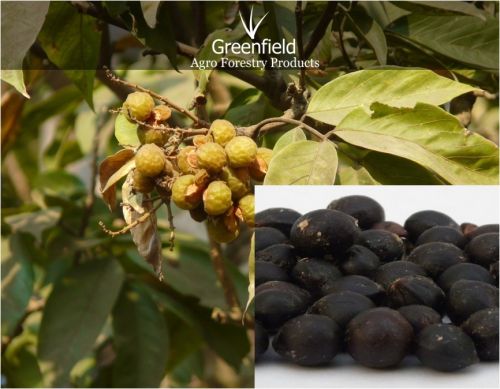 Reetha Medicinal Seeds ( Sapindus Mukorosse )