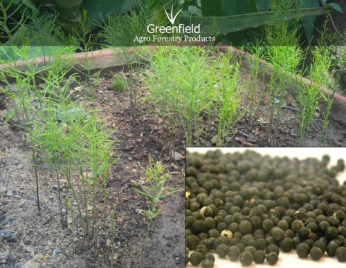 Shatavari Medicinal Seeds ( Asparagus Racemosus )