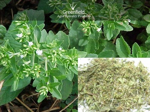 Medicinal Seeds ( Stevia Rebaudiana )