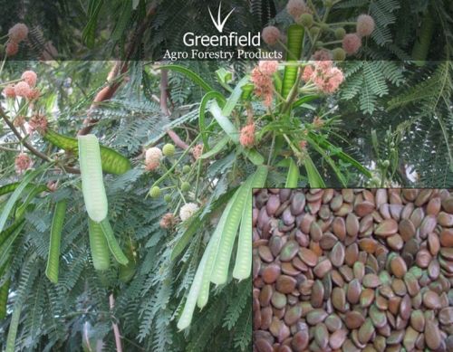 Su-babool Tree Seeds ( Leucaena Leucocephala )