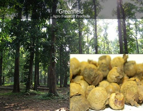 Untreated Teak Tree Seeds ( Tectona Grandis )