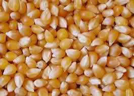 Yellow maize, Shelf Life : 6-12 Months