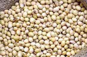 Soyabean
