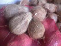 Semi Husked Coconuts